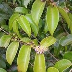 Mouriri guianensis Fiore