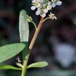 Lepidium graminifoliumFlor