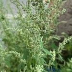 Chenopodium ficifolium ফুল
