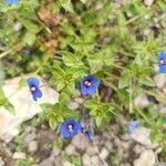 Lysimachia foemina Fula