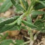 Helianthemum salicifolium Ekosanga