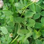 Trifolium fragiferum Blad