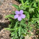 Ruellia humilis Kvet