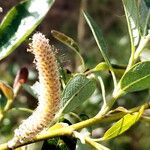 Salix lasiolepis Цветок