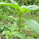 Carpesium cernuum Leaf