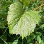 Vitis riparia Hoja