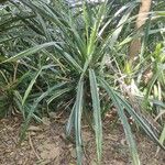 Pandanus urophyllus Leaf