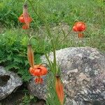 Lilium pomponium Хабит