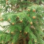 Cunninghamia lanceolata Лист