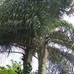 Dypsis decaryi Ліст