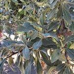 Pyrus elaeagrifolia 葉