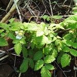 Rubus rosifolius Fruit