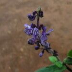 Plectranthus punctatus