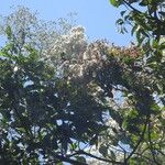 Cordia alliodora Flor