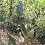 Opuntia hondurensis Hoja