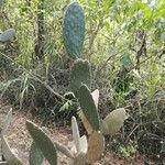 Opuntia hondurensis