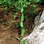 Turritis brassica Habitatea