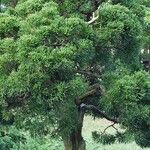 Juniperus chinensis Hábitos