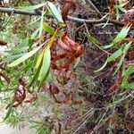 Acacia retinodes Folha