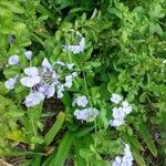 Plumbago auriculataVirág