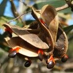 Acacia spirorbis Fruit