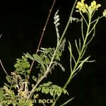 Descurainia artemisioides Alkat (teljes növény)