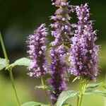 Agastache foeniculum Drugo