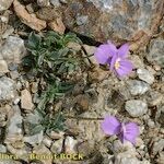 Viola crassiuscula Habit