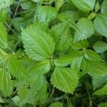 Pilea pumila Folha