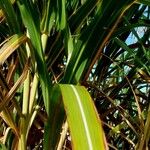 Miscanthus × longiberbis Leaf