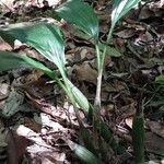 Calanthe madagascariensis Hábito