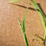 Paspalum distichum Flower