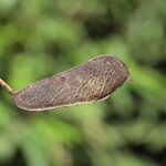 Julbernardia pellegriniana Fruto