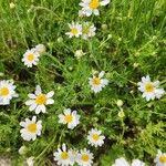 Anthemis cotula Fleur