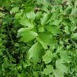 Levisticum officinale Leaf