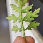 Ambrosia artemisiifolia ᱥᱟᱠᱟᱢ