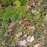 Daucus muricatus Likasa