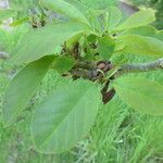 Magnolia cylindrica Leaf