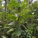 Pouteria lecythidicarpa Hoja