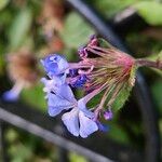 Ceratostigma willmottianum Flower