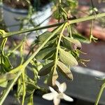 Jasminum grandiflorum Hoja