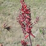 Aloe secundiflora Цвят