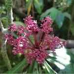 Badula borbonica 花