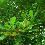 Miconia conorufescens Celota