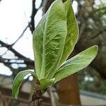 Crataegus germanica Ліст