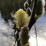 Salix aegyptiaca Flor