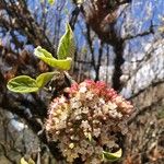Viburnum cotinifolium Blüte