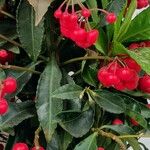 Ardisia crenata ഇല