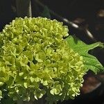 Viburnum opulus Cvet