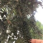 Abies numidica ഇല